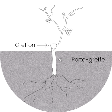 croquis porte greffe greffon - Pépinière Viticole Production de Porte Greffe pour Plant de Vigne Lauriol Saint Maurice Ardeche Auvergne Rhone Alpes