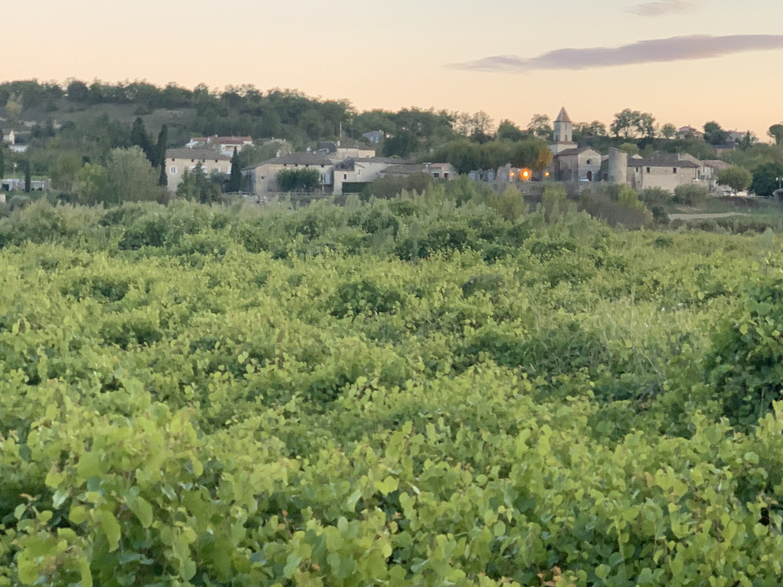 ville de lauriole - Pépinière Viticole Production de Porte Greffe pour Plant de Vigne Lauriol Saint Maurice Ardeche Auvergne Rhone Alpes