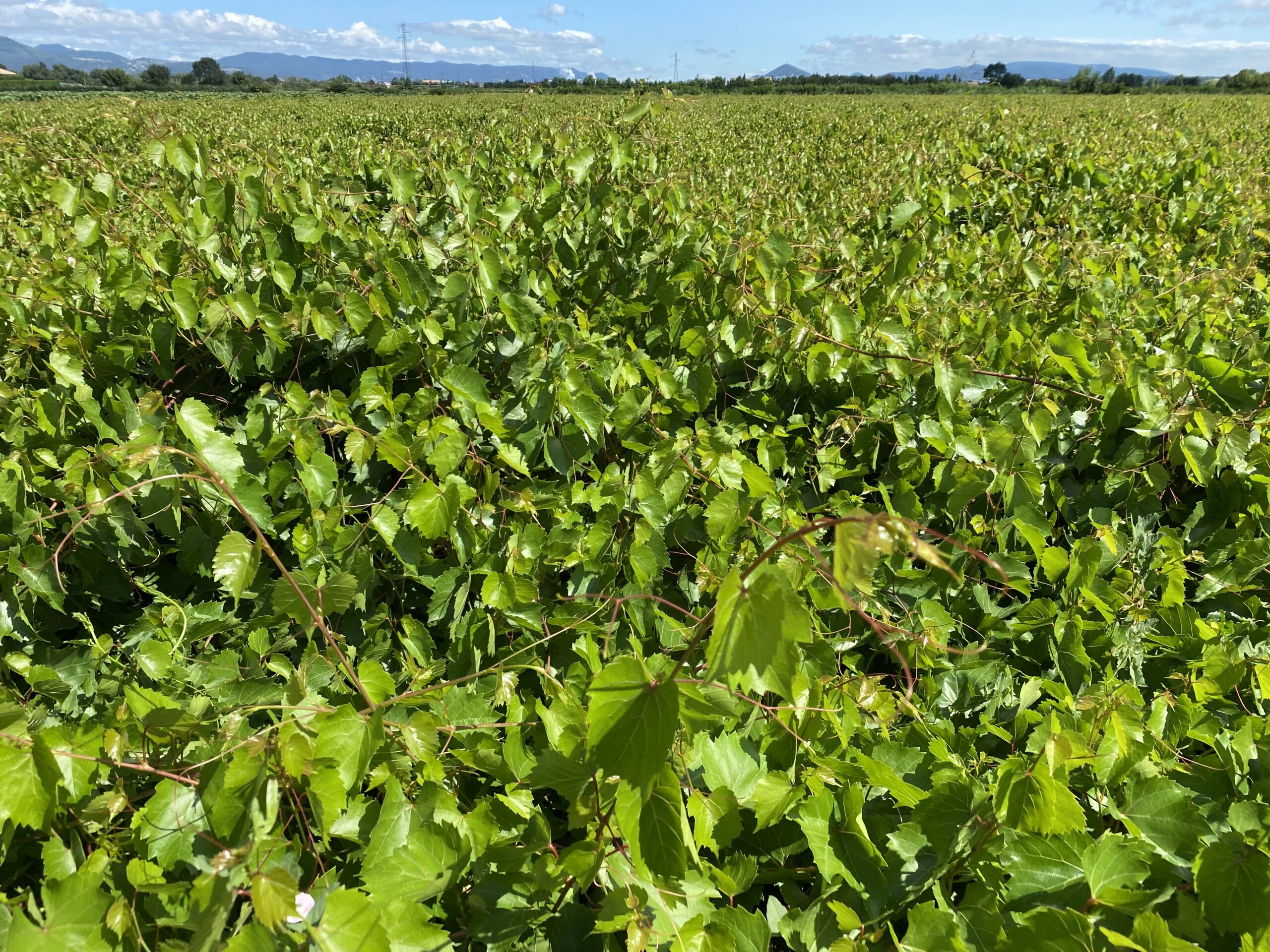 porte greffe de plant de vigne chateauneuf - Pépinière Viticole Production de Porte Greffe pour Plant de Vigne Lauriol Saint Maurice Ardeche Auvergne Rhone Alpes