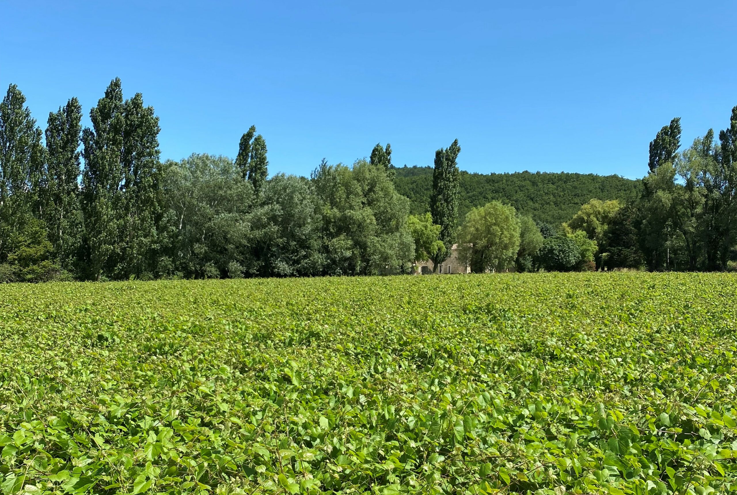 porte greffe - Pépinière Viticole Production de Porte Greffe pour Plant de Vigne Lauriol Saint Maurice Ardeche Auvergne Rhone Alpes